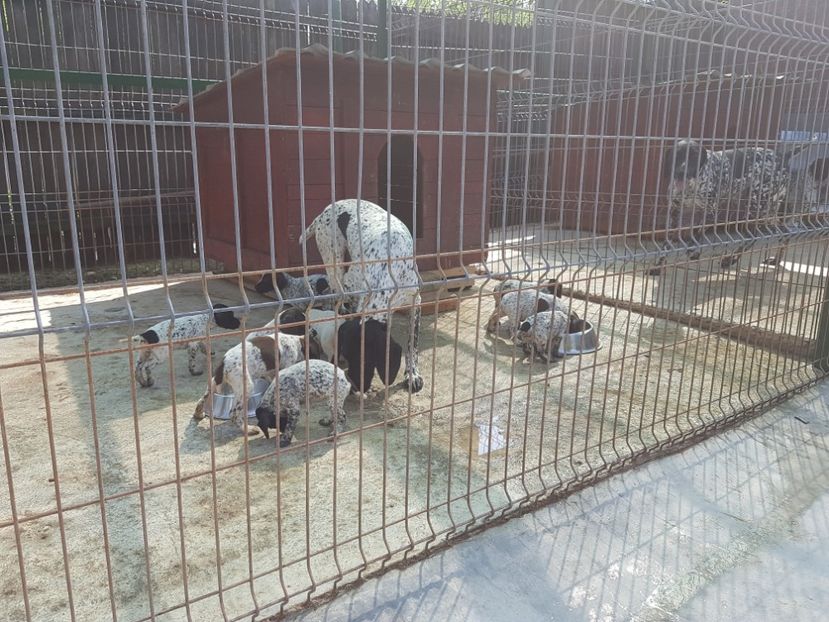  - BRAC GERMAN-DE VANZARE 2018