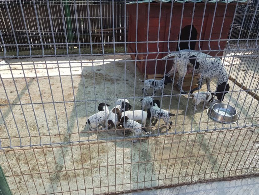  - BRAC GERMAN-DE VANZARE 2018