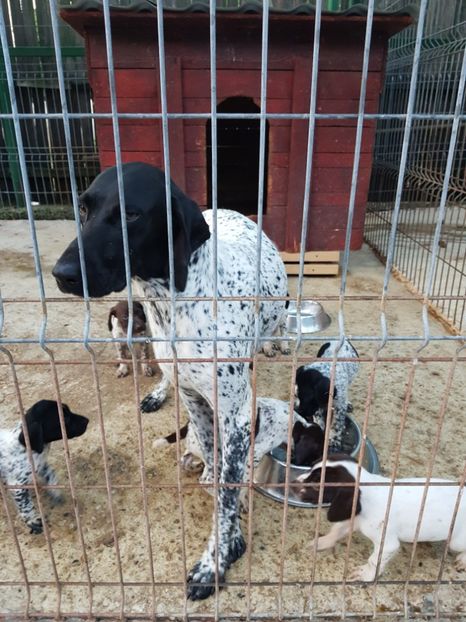  - BRAC GERMAN-DE VANZARE 2018