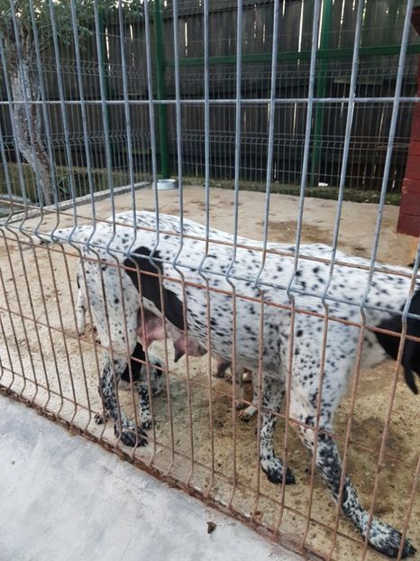  - BRAC GERMAN-DE VANZARE 2018