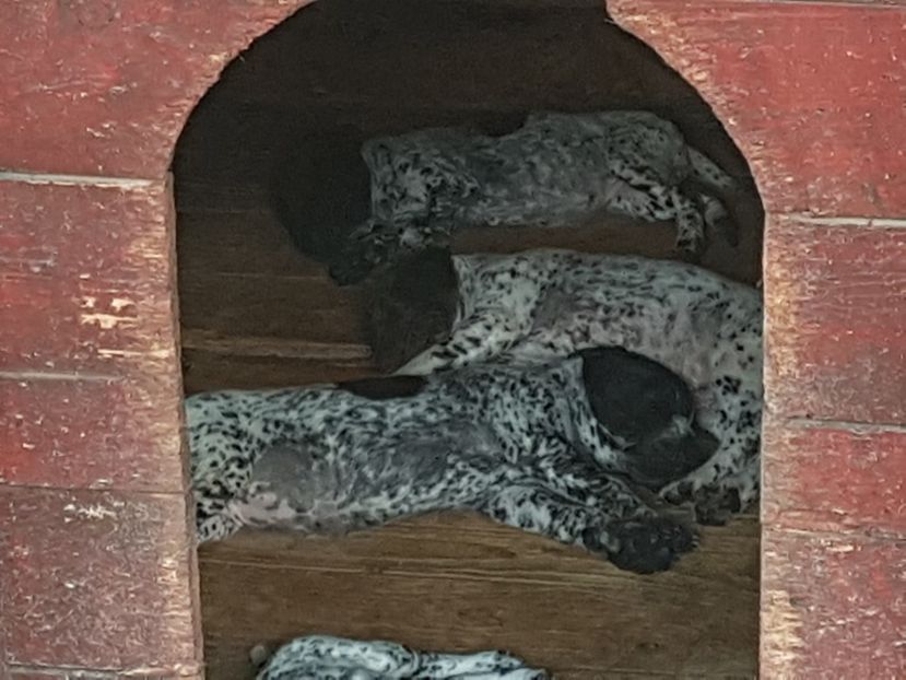  - BRAC GERMAN-DE VANZARE 2018