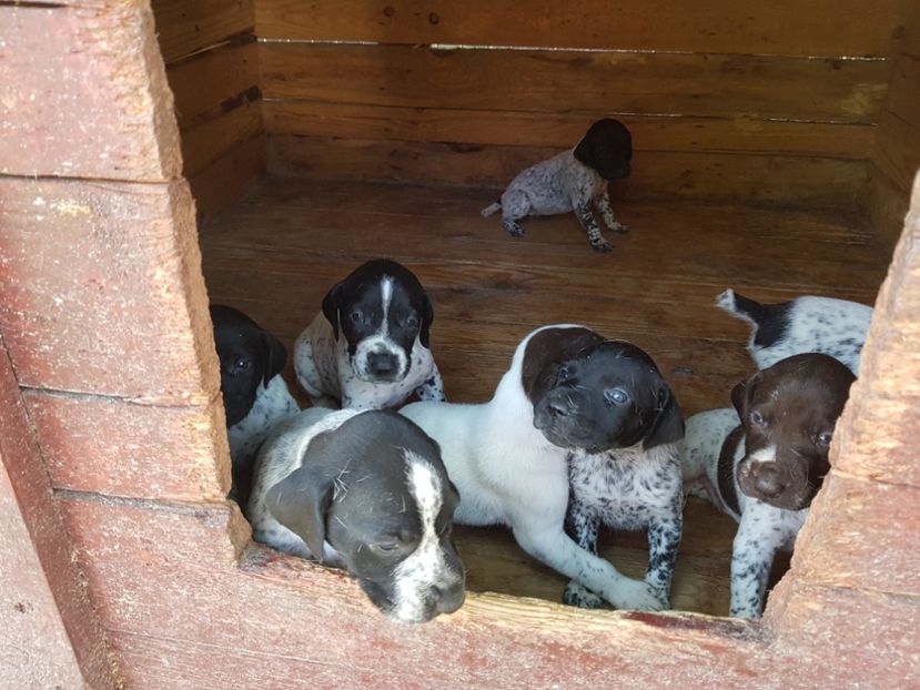  - BRAC GERMAN-DE VANZARE 2018