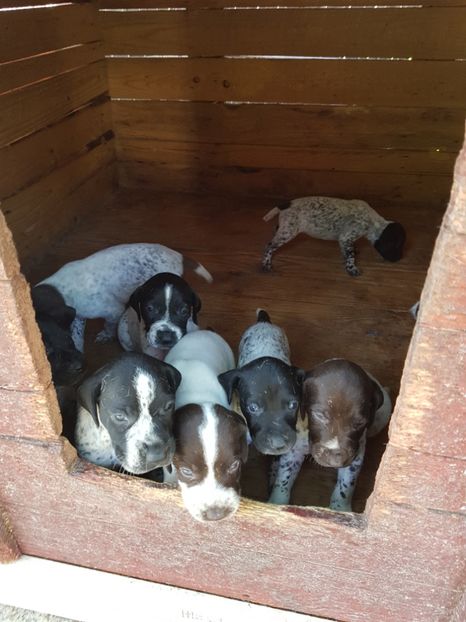  - BRAC GERMAN-DE VANZARE 2018