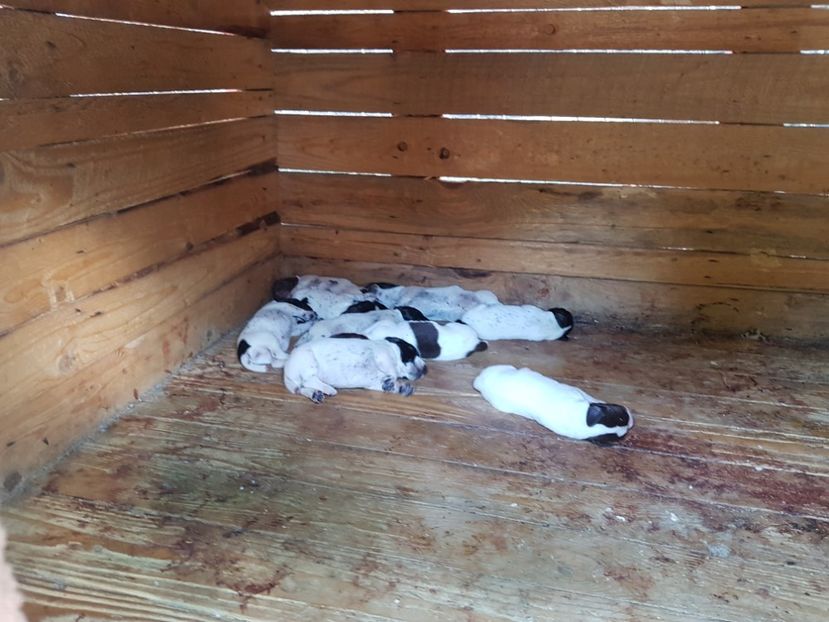  - BRAC GERMAN-DE VANZARE 2018