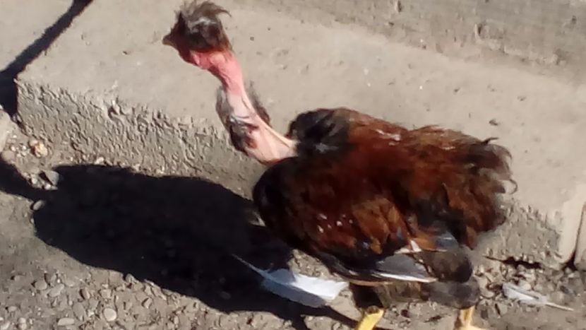  - Pui de găină mixtă moțată încălțată 2018