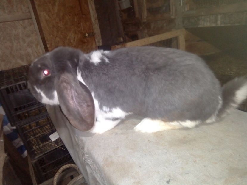  - ARHIVA IEPURI ce am avut câteva exemplare