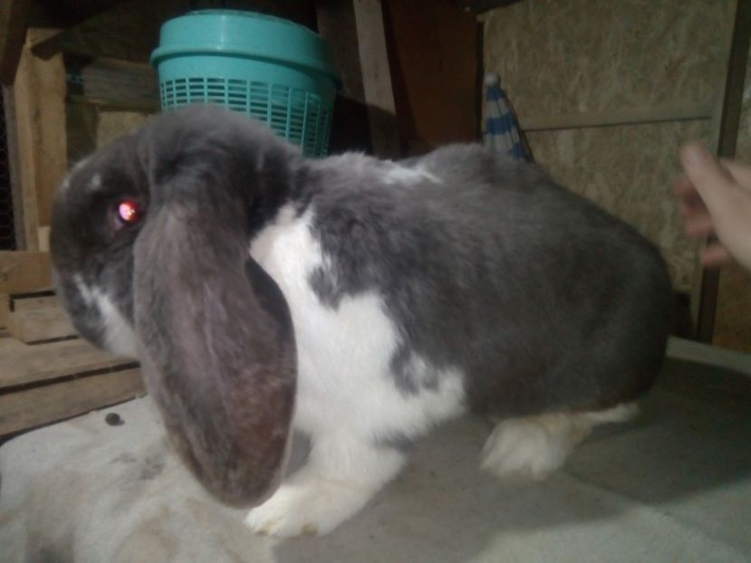  - ARHIVA IEPURI ce am avut câteva exemplare