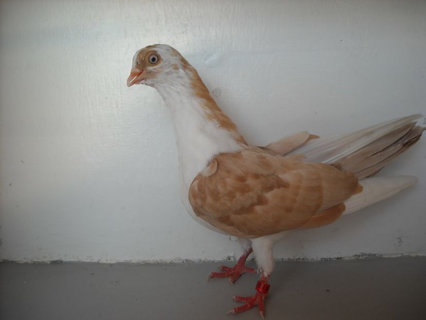  - PORUMBEI CARE MI AU APARTINUT