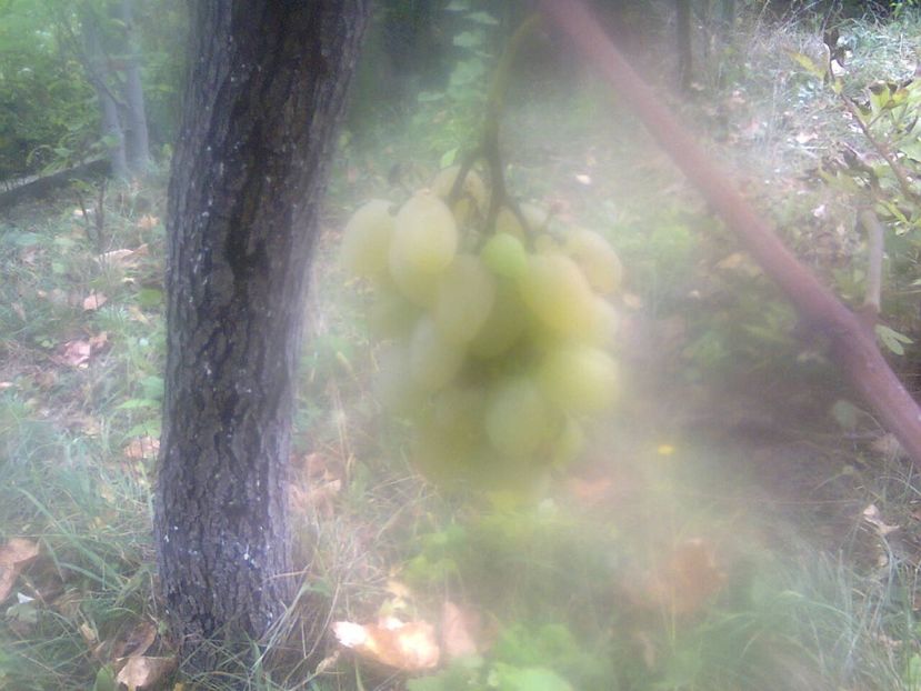 Fotografie4306 - 2018 Ultima zi de vară la grădină