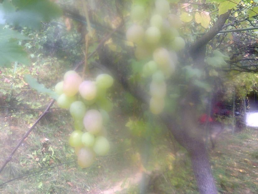 Fotografie4310 - 2018 Ultima zi de vară la grădină