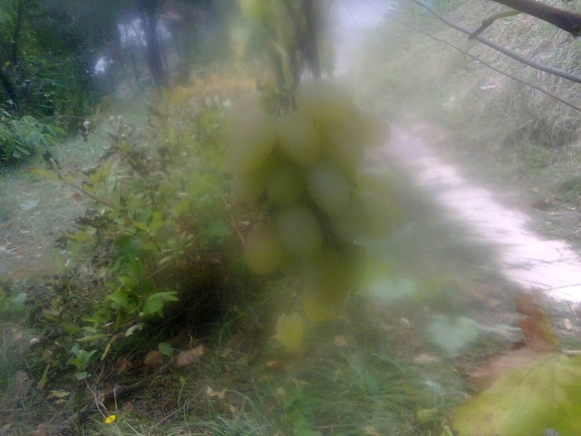 Fotografie4311 - 2018 Ultima zi de vară la grădină