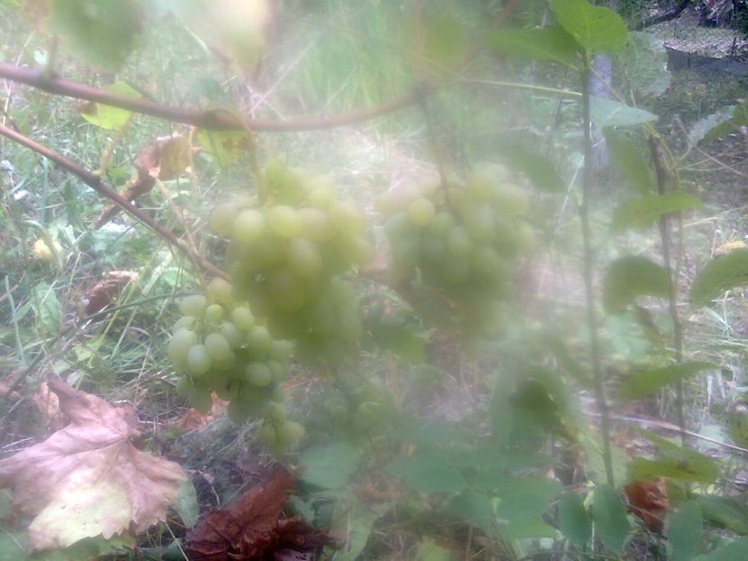 Fotografie4312 - 2018 Ultima zi de vară la grădină