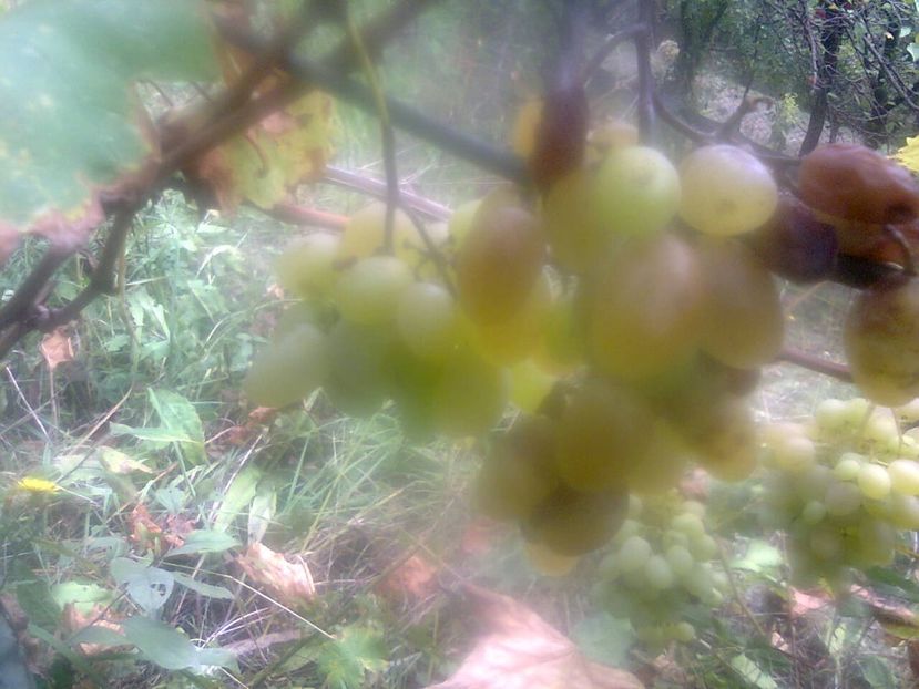 Fotografie4313 - 2018 Ultima zi de vară la grădină