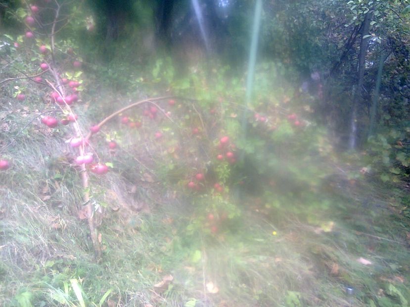 Fotografie4314 - 2018 Ultima zi de vară la grădină