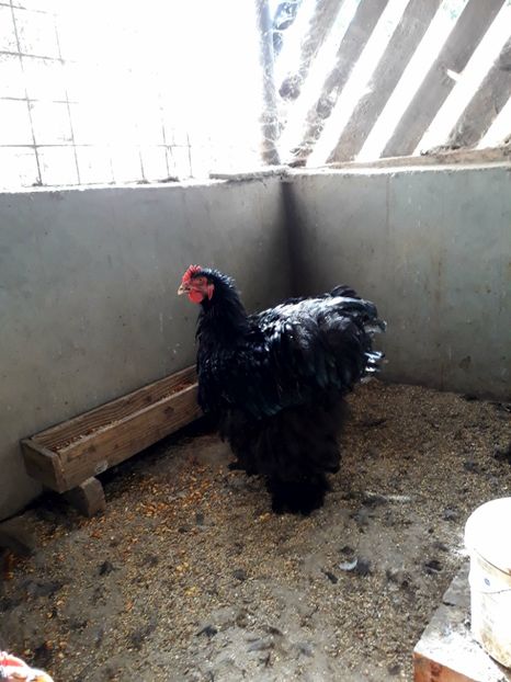  - Pui - tineret 2018