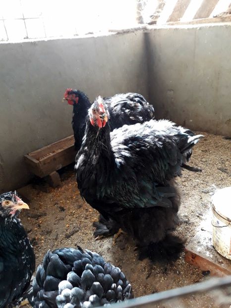  - Pui - tineret 2018