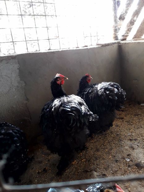  - Pui - tineret 2018