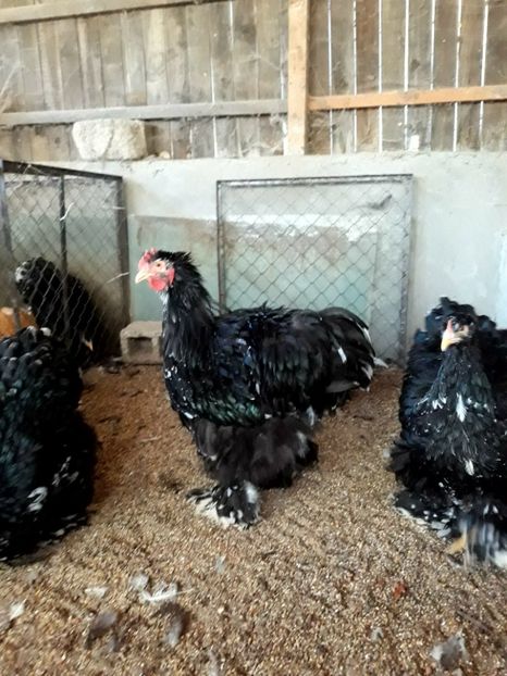  - Pui - tineret 2018