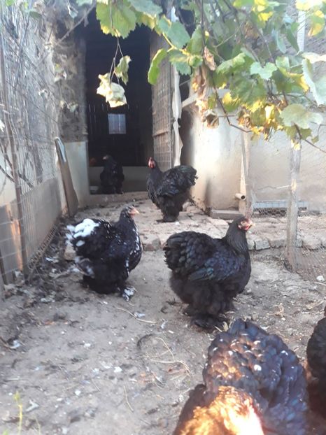  - Pui - tineret 2018