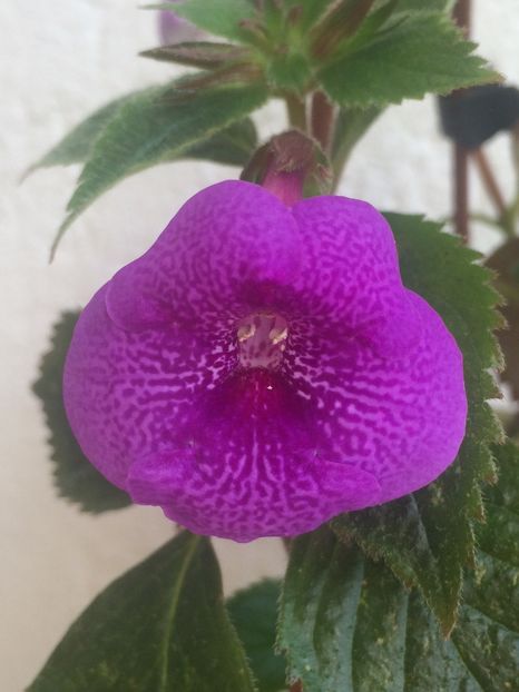 26.09.2018 - Jennifer Goode