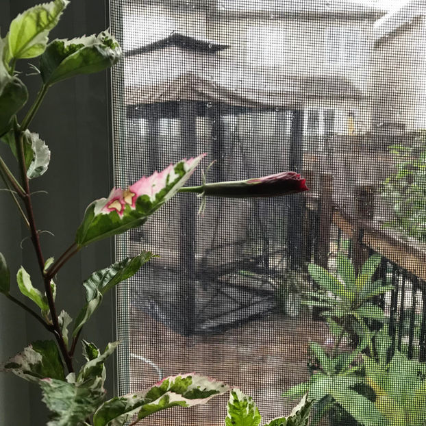  - 2018 Plante de interior