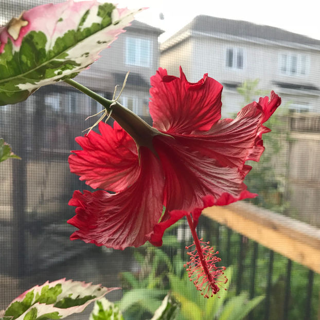  - 2018 Plante de interior