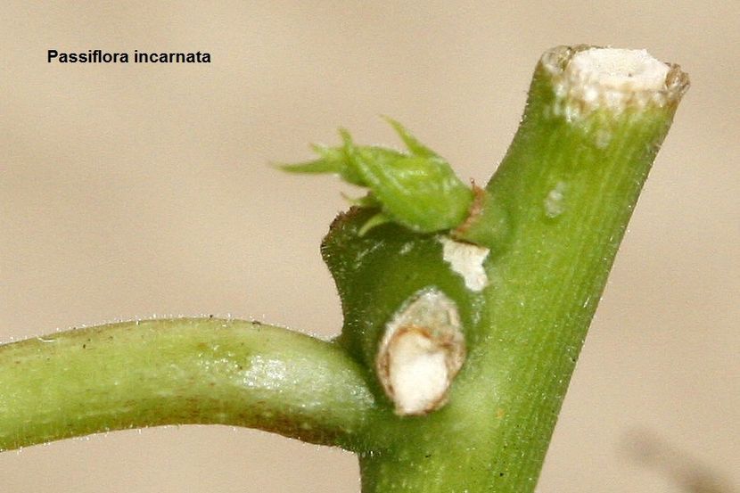 26.09.18 - 08 Flora- inradacinare passiflora