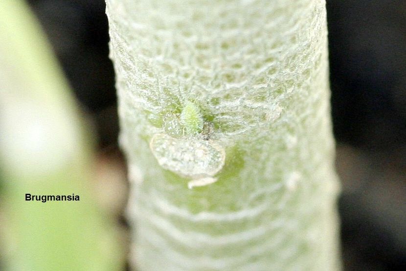 26.09.18 - 08 Flora- inradacinare passiflora