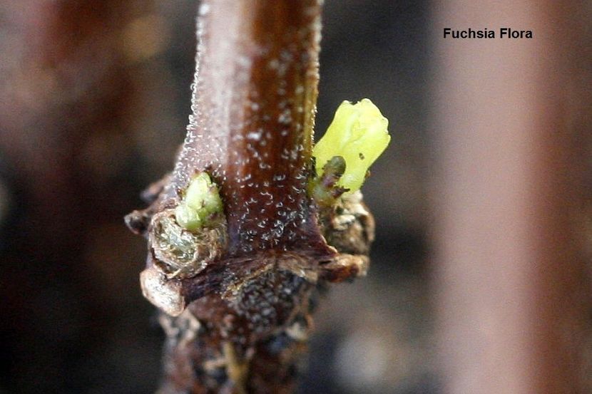 26.09.18 - 08 Flora- inradacinare passiflora