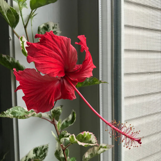  - 2018 Plante de interior