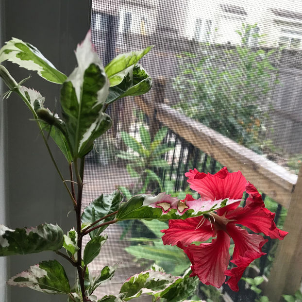  - 2018 Plante de interior