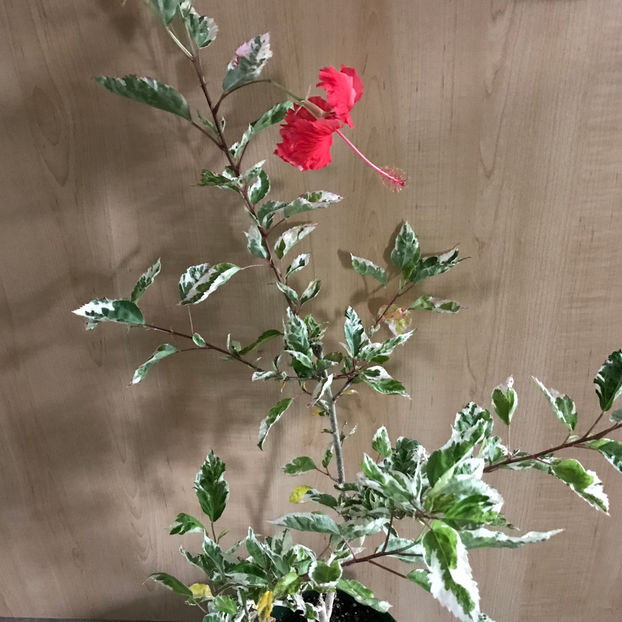  - 2018 Plante de interior