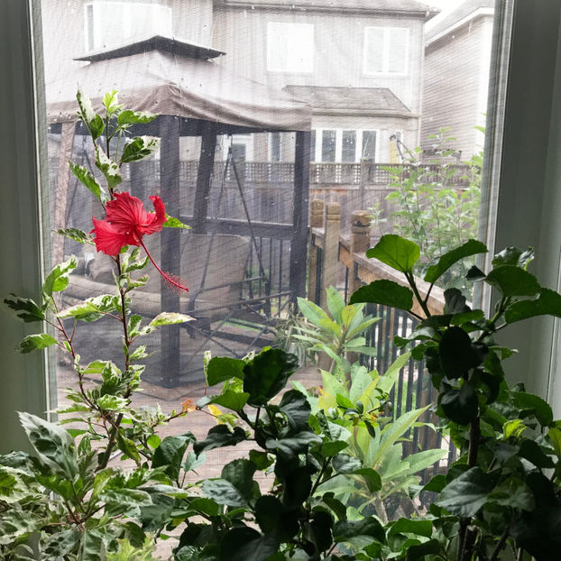  - 2018 Plante de interior