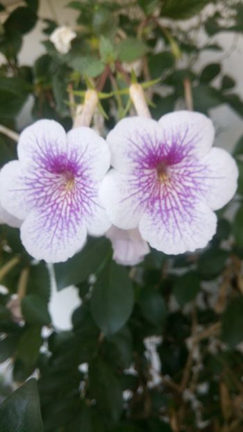  - Ambroise Verschaffelt