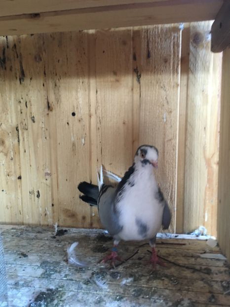 Mascul - Jucatori galati bălțați pe albastru