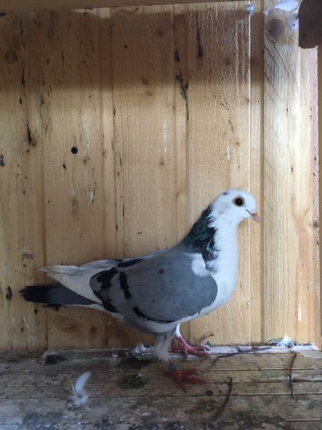 Femela - Jucatori galati bălțați pe albastru