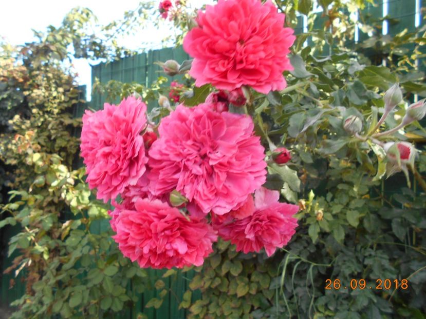 Rosarium uetersen - 3Trandafiri 2018