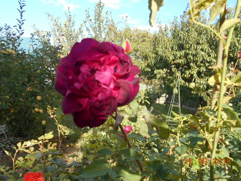  - 3Trandafiri 2018