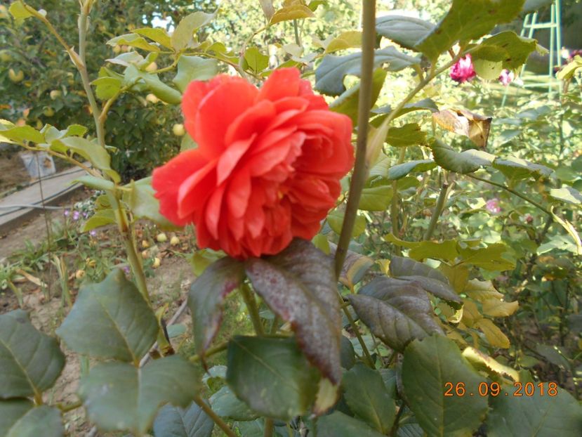 Summer Song - 3Trandafiri 2018