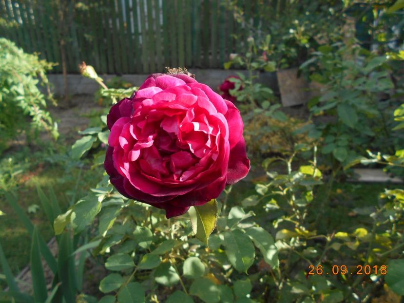 Munstead Wood - 3Trandafiri 2018