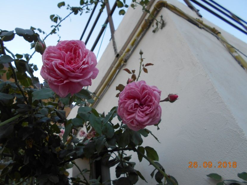 Coral Dawn - 3Trandafiri 2018