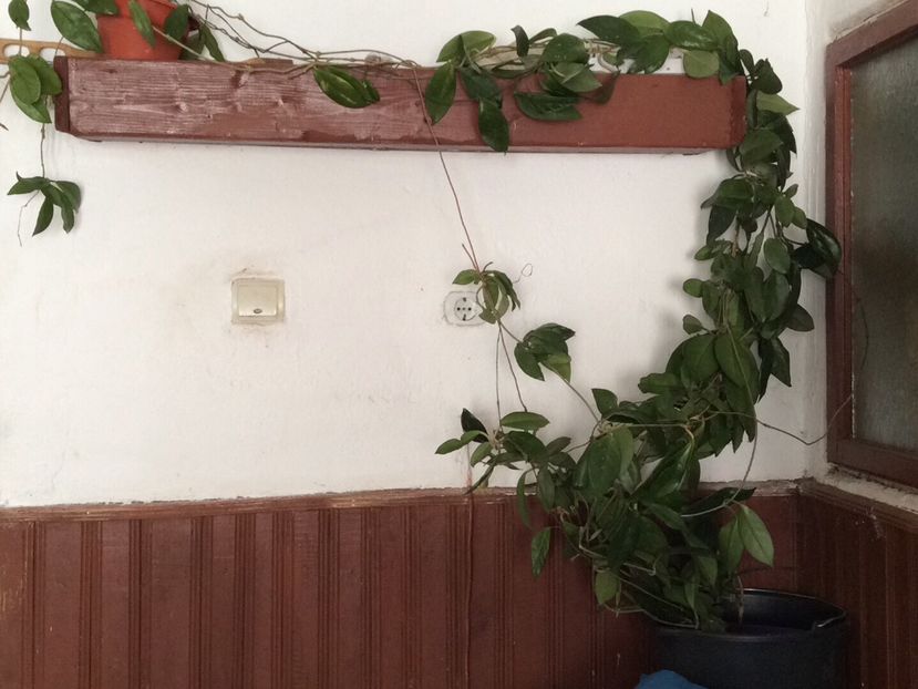 456C05BC-A1D8-4676-9CB7-BA8FA82FDB61 - diverse plante de camera