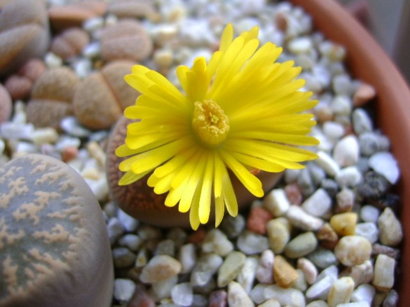 Lithops - Suculente 2018