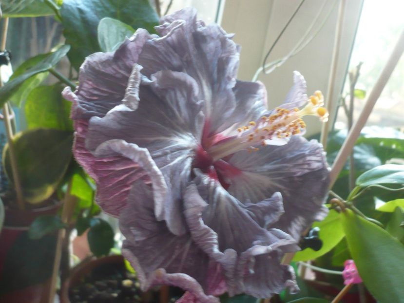 P1400188 - HIBISCUSI 2018-4