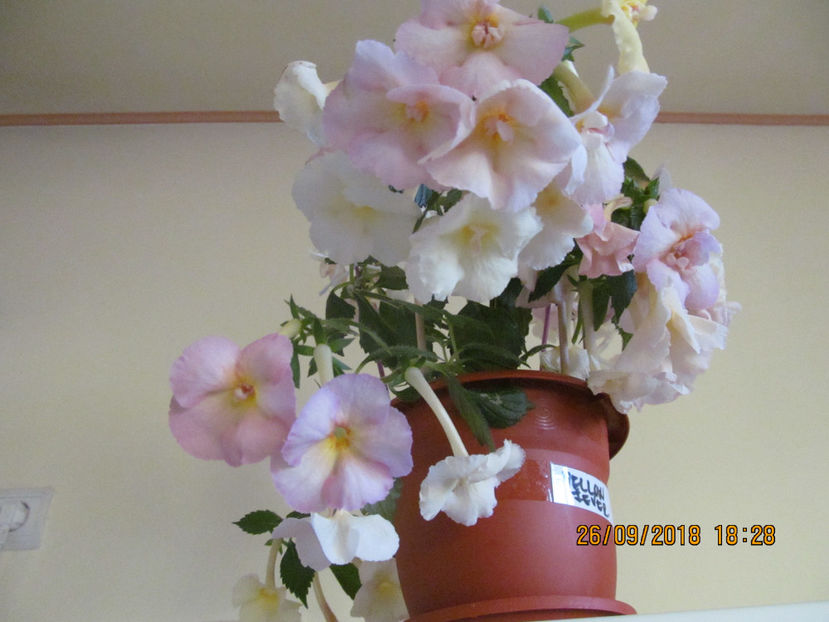  - Yellow English Rose