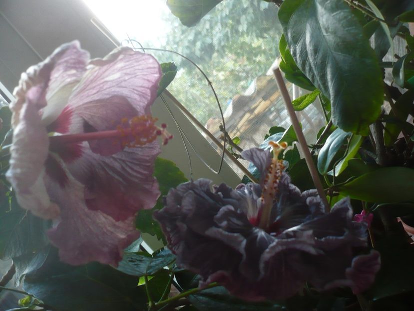 P1400192 - HIBISCUSI 2018-4