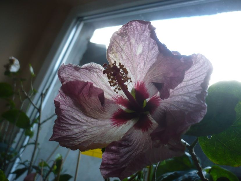 P1400193 - HIBISCUSI 2018-4