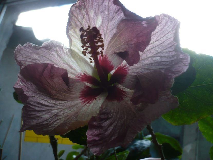 P1400194 - HIBISCUSI 2018-4