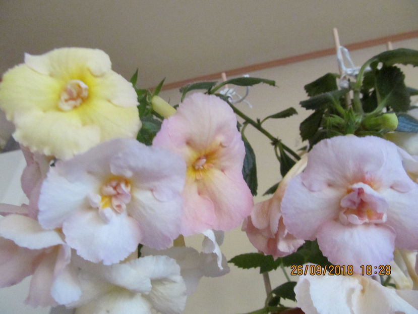  - Yellow English Rose