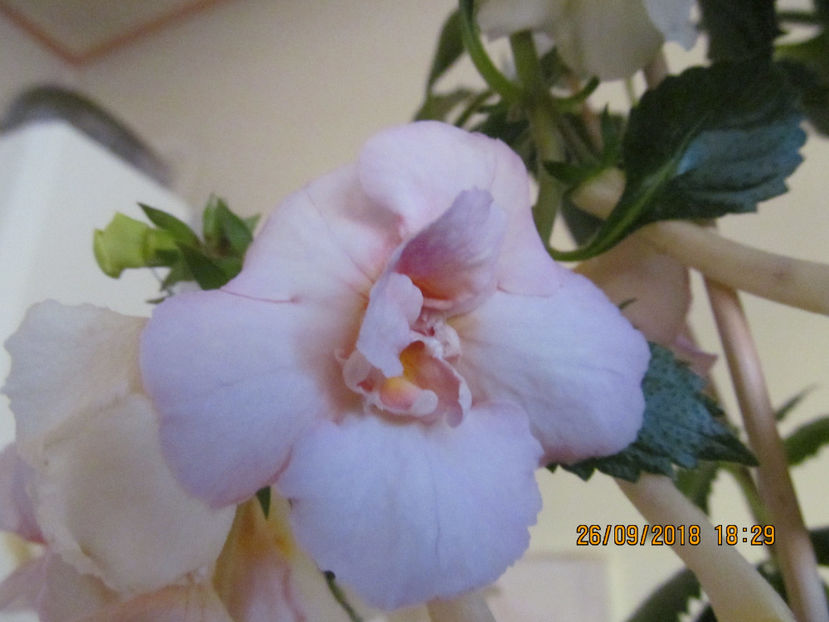  - Yellow English Rose